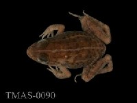 Dark-spotted frog Collection Image, Figure 6, Total 13 Figures